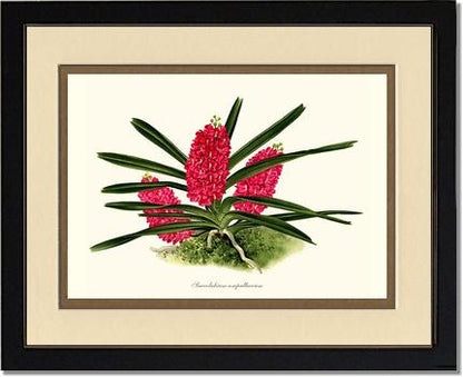 Saccolabium ampullaceum | Orchid Wall Art Print