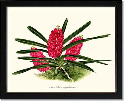 Saccolabium ampullaceum | Orchid Wall Art Print