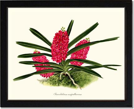 Saccolabium ampullaceum | Orchid Wall Art Print