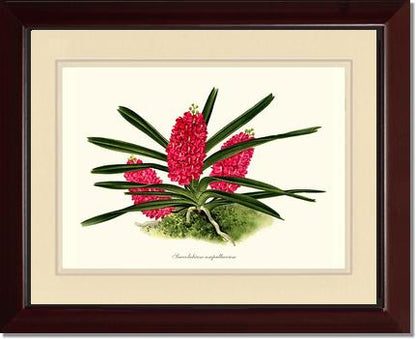 Saccolabium ampullaceum | Orchid Wall Art Print