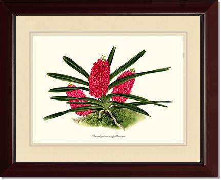 Saccolabium ampullaceum | Orchid Wall Art Print