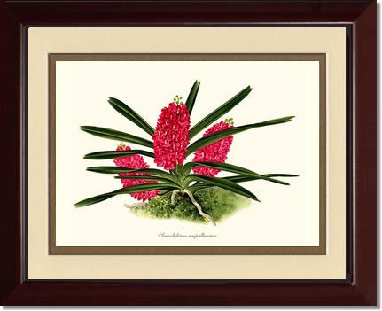 Saccolabium ampullaceum | Orchid Wall Art Print