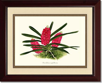 Saccolabium ampullaceum | Orchid Wall Art Print