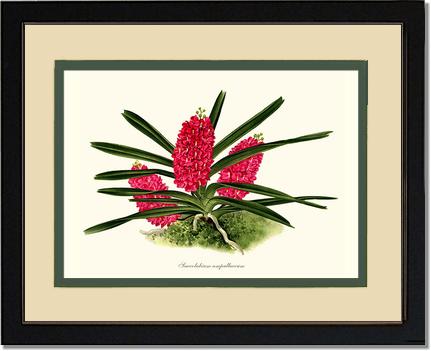 Saccolabium ampullaceum | Orchid Wall Art Print