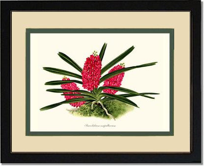 Saccolabium ampullaceum | Orchid Wall Art Print