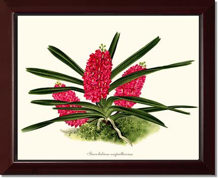 Saccolabium ampullaceum | Orchid Wall Art Print