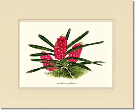 Saccolabium ampullaceum | Orchid Wall Art Print