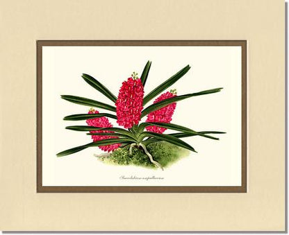 Saccolabium ampullaceum | Orchid Wall Art Print