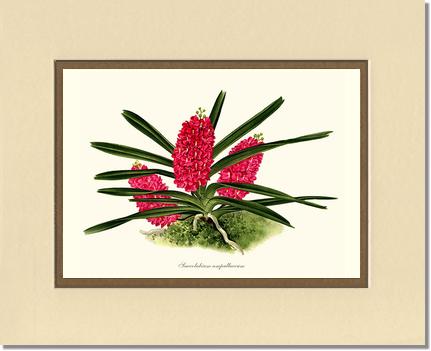 Saccolabium ampullaceum | Orchid Wall Art Print