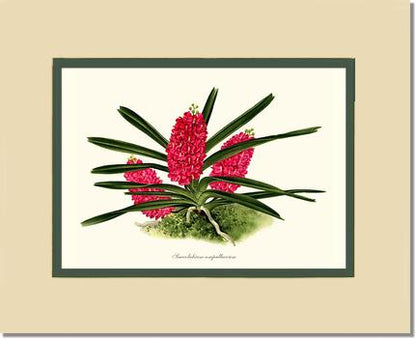Saccolabium ampullaceum | Orchid Wall Art Print