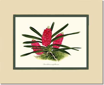 Saccolabium ampullaceum | Orchid Wall Art Print