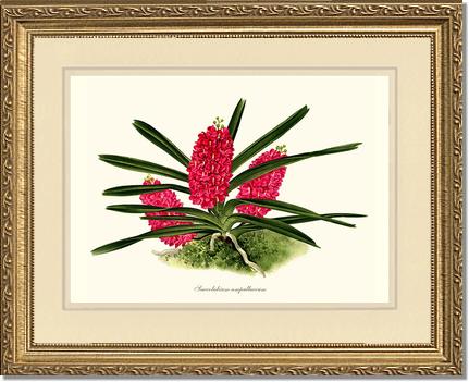 Saccolabium ampullaceum | Orchid Wall Art Print