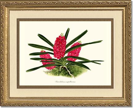 Saccolabium ampullaceum | Orchid Wall Art Print