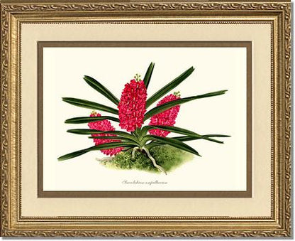 Saccolabium ampullaceum | Orchid Wall Art Print