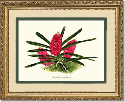 Saccolabium ampullaceum | Orchid Wall Art Print