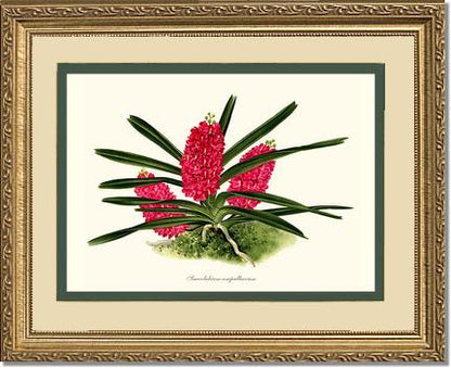 Saccolabium ampullaceum | Orchid Wall Art Print