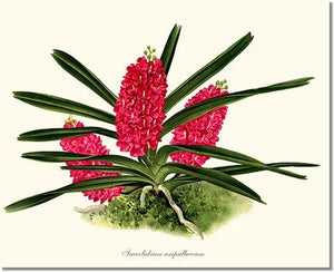 Orchid Print: Saccolabium ampullaceum