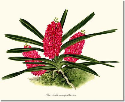 Saccolabium ampullaceum | Orchid Wall Art Print