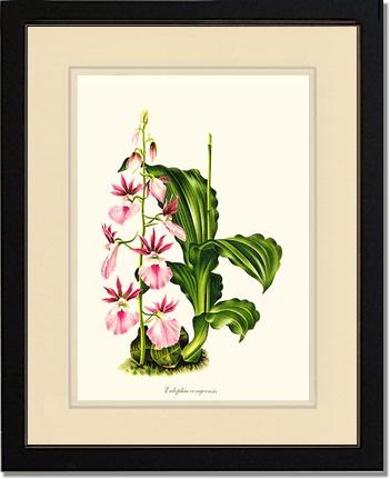 Eulophia congoensis | Orchid Wall Art Print