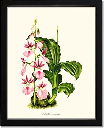 Eulophia congoensis | Orchid Wall Art Print