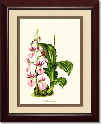 Eulophia congoensis | Orchid Wall Art Print