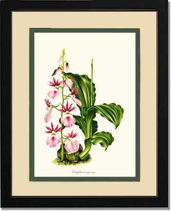 Eulophia congoensis | Orchid Wall Art Print