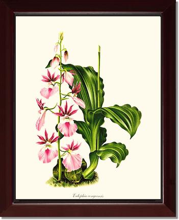 Eulophia congoensis | Orchid Wall Art Print