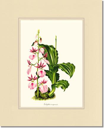 Eulophia congoensis | Orchid Wall Art Print