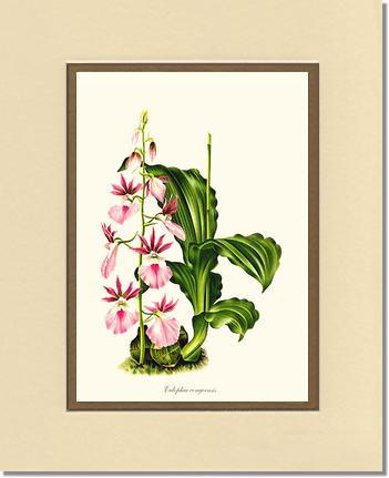 Eulophia congoensis | Orchid Wall Art Print