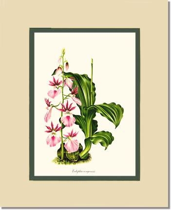 Eulophia congoensis | Orchid Wall Art Print