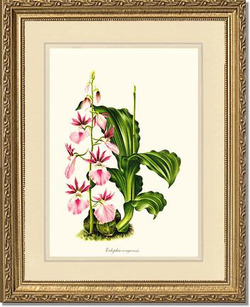 Eulophia congoensis | Orchid Wall Art Print