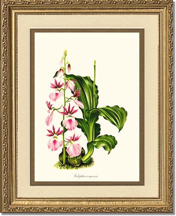 Eulophia congoensis | Orchid Wall Art Print