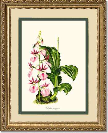 Eulophia congoensis | Orchid Wall Art Print