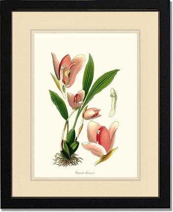 Lycaste skinneri | Orchid Wall Art Print