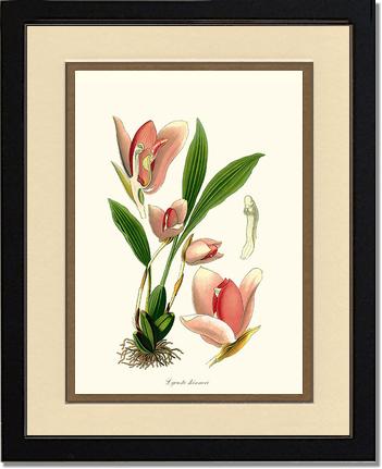 Lycaste skinneri | Orchid Wall Art Print