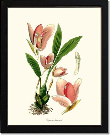 Lycaste skinneri | Orchid Wall Art Print