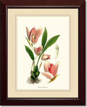Lycaste skinneri | Orchid Wall Art Print