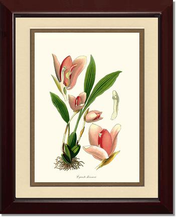 Lycaste skinneri | Orchid Wall Art Print