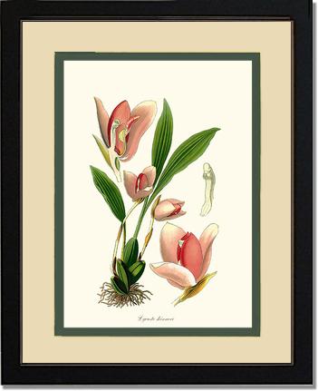 Lycaste skinneri | Orchid Wall Art Print