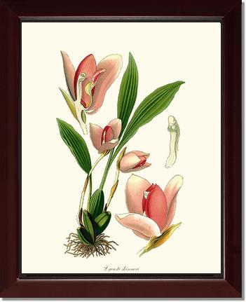 Lycaste skinneri | Orchid Wall Art Print