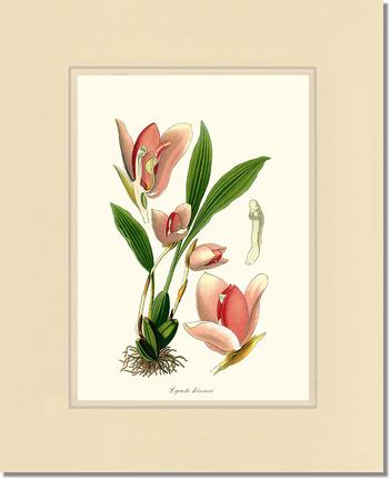 Lycaste skinneri | Orchid Wall Art Print