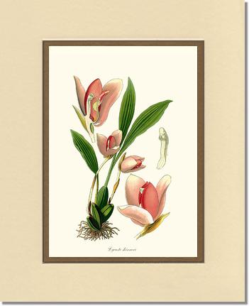 Lycaste skinneri | Orchid Wall Art Print