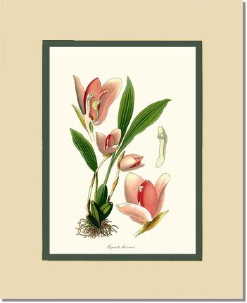 Lycaste skinneri | Orchid Wall Art Print