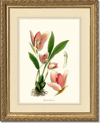 Lycaste skinneri | Orchid Wall Art Print