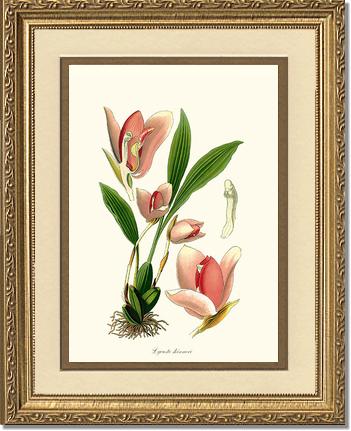 Lycaste skinneri | Orchid Wall Art Print
