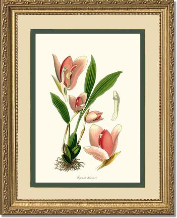 Lycaste skinneri | Orchid Wall Art Print
