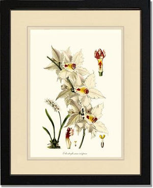 Odontoglossum crispum