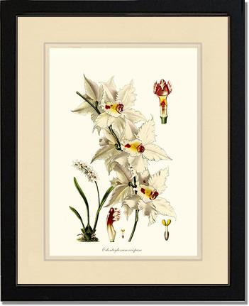Odontoglossum crispum | Orchid Wall Art Print