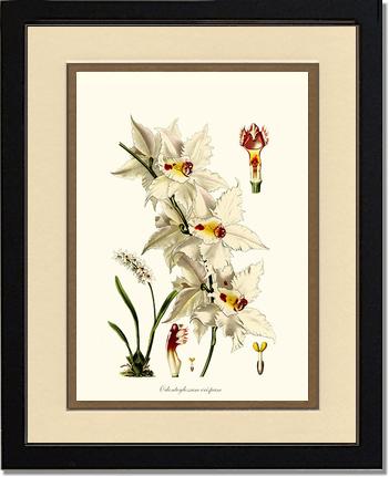 Odontoglossum crispum | Orchid Wall Art Print