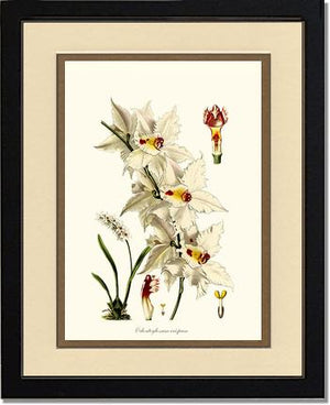 Odontoglossum crispum